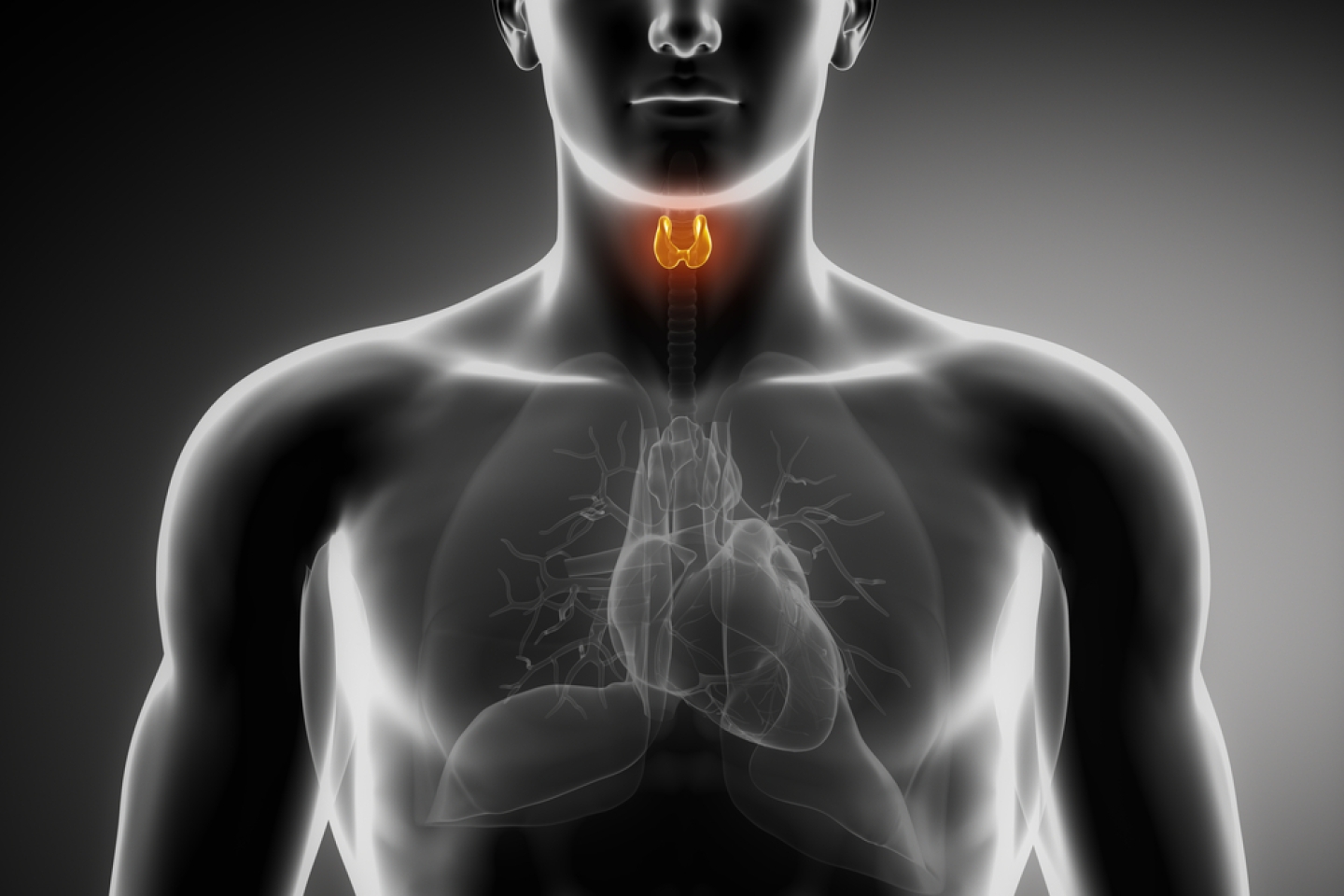 Male anatomy of human thyroid in x-ray view